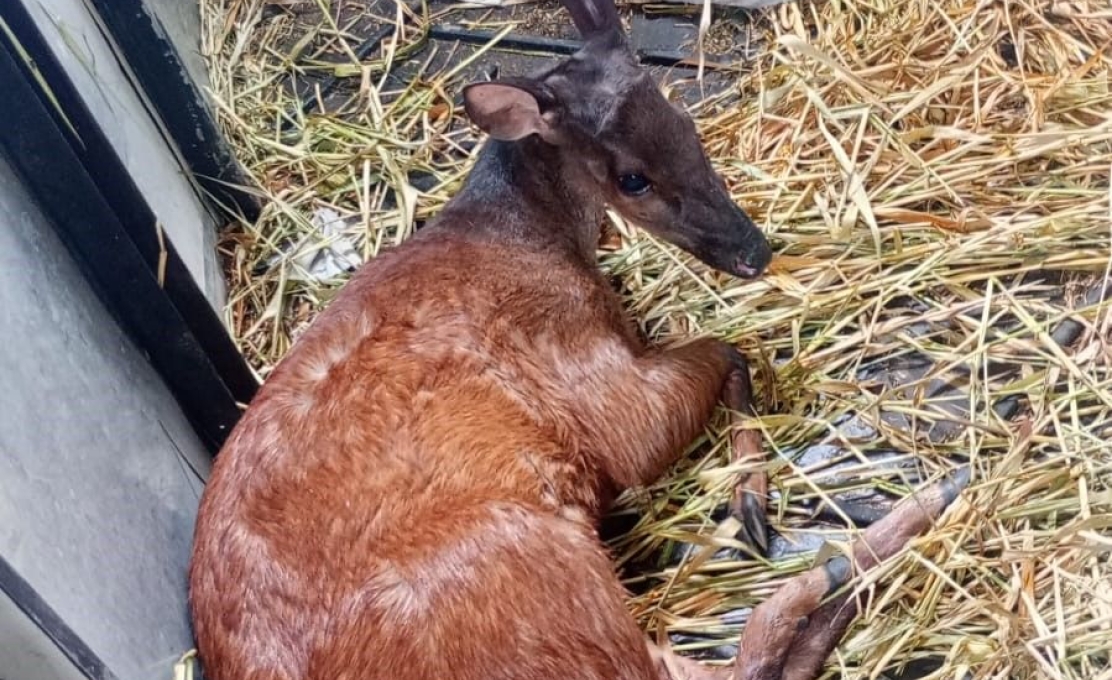 Prefeitura De Antonina Realiza Resgate De Animal Silvestre Da Espécie Veado Em Açã...