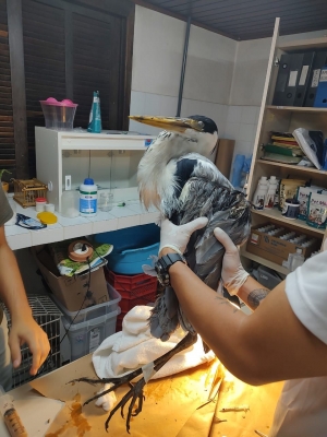 Ave estatuária é salva pela equipe que realizava o Projeto Ecoespaço em Antonina