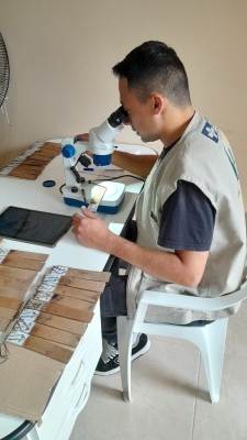 Monitoramento do Aedes aegypti em Antonina com uso de Ovitrampas
