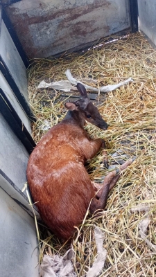 Prefeitura de Antonina realiza resgate de animal silvestre da espécie veado em ação conjunta com o IAT