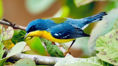 Turismo de natureza é  destaque em Antonina